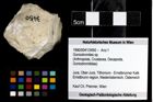 Foto (Objekt + Etiketten) von Goniodromites sp. 